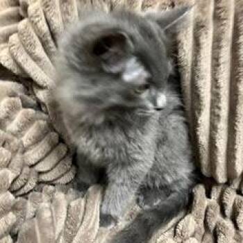 Bulbasaur -  Domestic Long Hair Cat for Adoption in Green Valley, Arizona - Bulbasaur | PetCurious