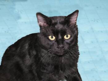 Rescue Domestic Short Hair Cats for Adoption in Victoria, Minnesota - Norman | PetCurious