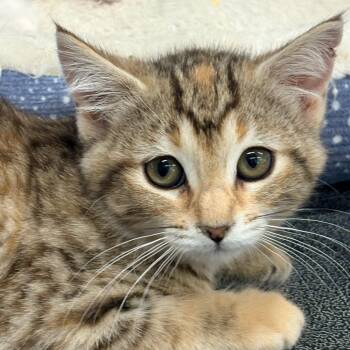 Roxanne -  Domestic Short Hair Cat for Adoption in Blackfoot, Idaho - Roxanne | PetCurious