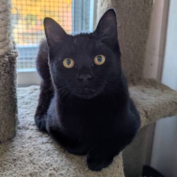Rescue Domestic Short Hair Cats for Adoption in Aberdeen, Washington - Tilt-A-Whirl | PetCurious