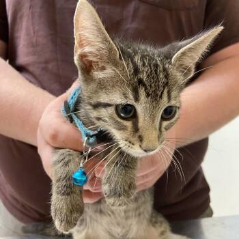 Puck -  Domestic Short Hair Cat for Adoption in Monroe, Louisiana - Puck | PetCurious