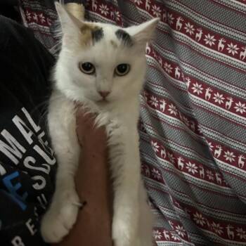 Verona -  Domestic Long Hair Cat for Adoption in Hemet, California - Verona | PetCurious