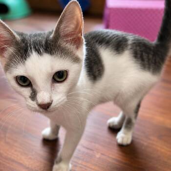 Butterfly -  Domestic Short Hair Cat for Adoption in Tylertown, Mississippi - Butterfly | PetCurious