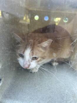 Domestic Short Hair Cats Available for Adoption in Louisville, Kentucky - BEARNEY | PetCurious