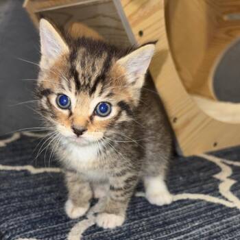 Charlie -  Domestic Short Hair Cat for Adoption in Greenfield, Indiana - Charlie | PetCurious
