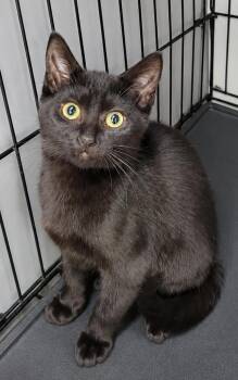 Kitten Ruler -  Domestic Short Hair Cat for Adoption in Cuyahoga Falls, Ohio - Kitten Ruler | PetCurious