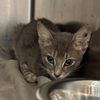 Dakota -  Domestic Short Hair Cat for Adoption in Chattanooga, Tennessee - Dakota | PetCurious