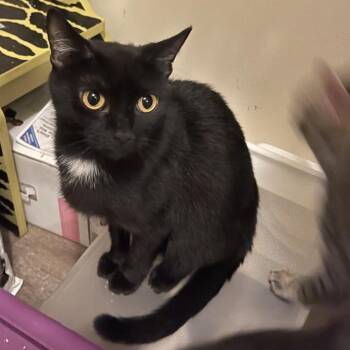 Rescue Domestic Short Hair Cats for Adoption in Davie, Florida - Sarah | PetCurious