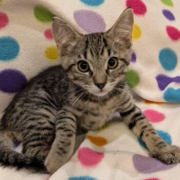 Domestic Short Hair Cats Available for Adoption - Tandoori | PetCurious