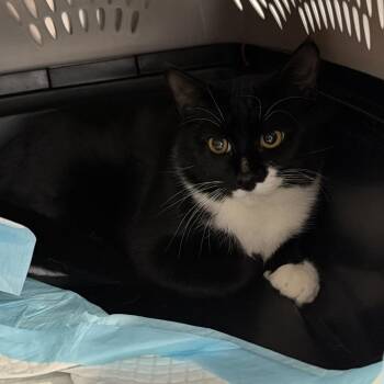 Matrix -  Domestic Short Hair Cat for Adoption in Salt Lake City, Utah - Matrix | PetCurious
