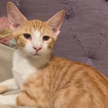 Taffy -  Domestic Short Hair Cat for Adoption in Santa Ana, California - Taffy | PetCurious