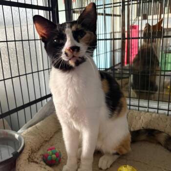 Confetti -  Domestic Short Hair Cat for Adoption in Crookston, Minnesota - Confetti | PetCurious