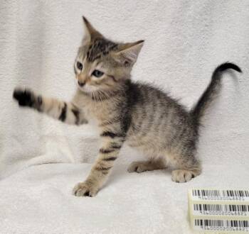 Kitten D -  Domestic Short Hair Cat for Adoption in Sunnyvale, Texas - Kitten D | PetCurious