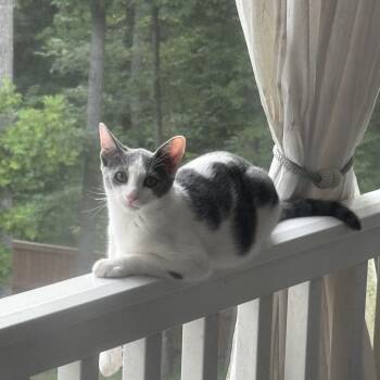 Leonard -  Domestic Short Hair Cat for Adoption in Midlothian, Virginia - Leonard | PetCurious