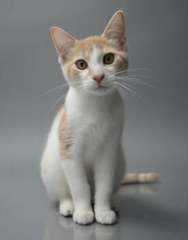 Milton -  Domestic Short Hair Cat for Adoption in Montello, Wisconsin - Milton | PetCurious
