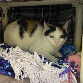 Elsa -  American Shorthair Cat Available for Adoption in Walker, Michigan - Elsa | PetCurious