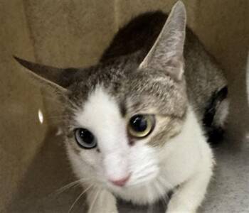 A887274 -  Domestic Short Hair Cat for Adoption in Camarillo, California - A887274 | PetCurious