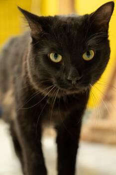 TOOTHLESS -  Domestic Short Hair Cat for Adoption in Owensboro, Kentucky - TOOTHLESS | PetCurious