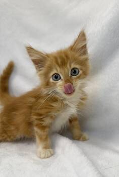 Gourd -  Domestic Long Hair and Tabby Cat for Adoption in Greensboro, North Carolina - Gourd | PetCurious