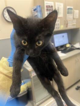 Domestic Short Hair Cats Available for Adoption in Las Vegas, Nevada - PENNY | PetCurious