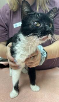 Rescue Domestic Short Hair Cats for Adoption in Fishers, Indiana - Oracle | PetCurious