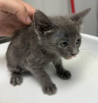 Pen 24 Lucy -  Domestic Short Hair Cat for Adoption in Lawrenceville, Georgia - Pen 24 Lucy | PetCurious