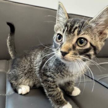 Rescue Domestic Short Hair Cats for Adoption in Zimmerman, Minnesota - Bambi | PetCurious