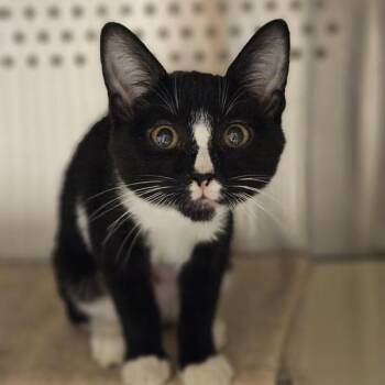Davina -  Domestic Short Hair Cat for Adoption in Oakland, California - Davina | PetCurious