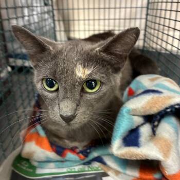 Torta -  Domestic Short Hair Cat for Adoption in San Antonio, Texas - Torta | PetCurious