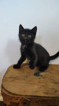 Linguine -  Domestic Short Hair Cat for Adoption in Murray, Kentucky - Linguine | PetCurious