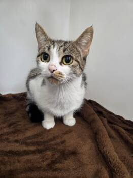 Lucy -  Domestic Short Hair Cat for Adoption in Roosevelt, Utah - Lucy | PetCurious