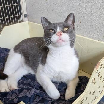 Peggy -  Domestic Short Hair Cat for Adoption in Anderson, Texas - Peggy | PetCurious