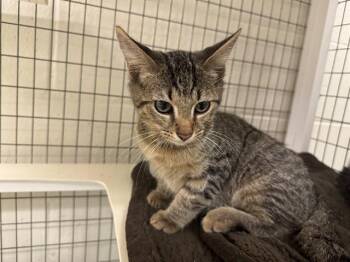 DONNIE -  Domestic Short Hair Cat for Adoption in Peoria, Illinois - DONNIE | PetCurious