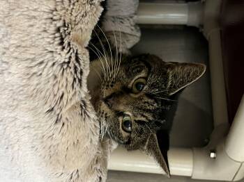 Rescue Domestic Short Hair Cats for Adoption in Mendham, New Jersey - Alice | PetCurious