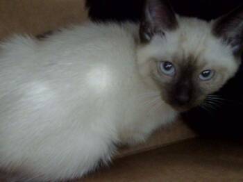 Domestic Medium Hair Cats Available for Adoption in Dallas, Texas - HAGRID | PetCurious