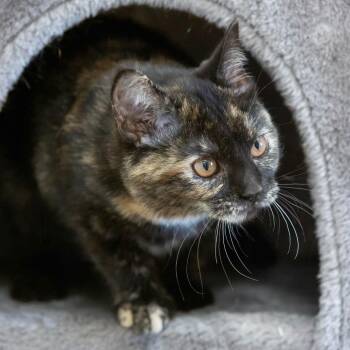 Chipotle -  Domestic Short Hair Cat for Adoption in Cartersville, Georgia - Chipotle | PetCurious