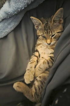 Rescue Tabby Cats for Adoption in Plano, Texas - Piri Piri | PetCurious