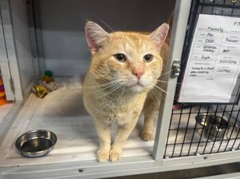 Domestic Short Hair Cats Available for Adoption in Raleigh, North Carolina - Macavity | PetCurious