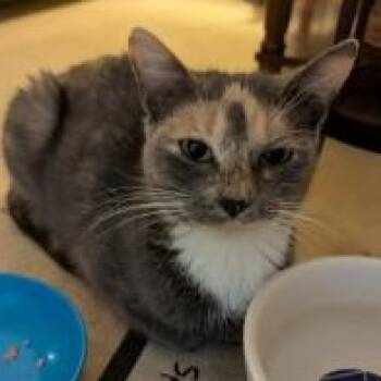 Rescue Domestic Short Hair Cats for Adoption in Cape Saint Claire, Maryland - Jewel | PetCurious