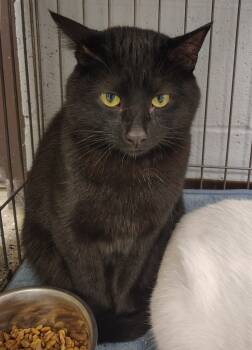 Rescue Domestic Short Hair Cats for Adoption in Saint Clairsville, Ohio - Shadow | PetCurious