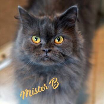 Mr Bigglesworth #reciprocates-love -  Persian and Domestic Long Hair Cat Available for Adoption in Houston, Texas - Mr Bigglesworth #reciprocates-love | PetCurious