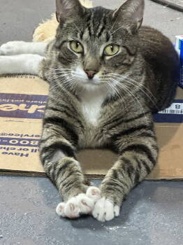 Rescue Domestic Short Hair Cats for Adoption in Naugatuck, Connecticut - Duffy | PetCurious