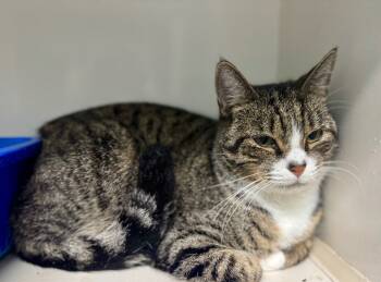 Rescue Domestic Short Hair Cats for Adoption in Danielsville, Georgia - Joanna | PetCurious