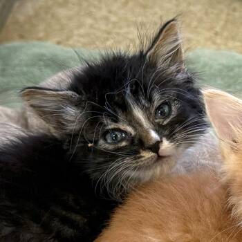 Domestic Medium Hair Cats Available for Adoption in Goleta, California - Catthaniel | PetCurious