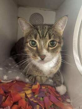 Domestic Short Hair Cats Available for Adoption - Sir Meeko | PetCurious