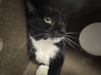 BOOTS -  Domestic Short Hair Cat for Adoption in Pueblo, Colorado - BOOTS | PetCurious