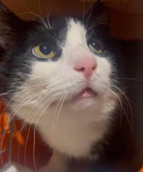 Domestic Short Hair Cats Available for Adoption - Marshmallow | PetCurious