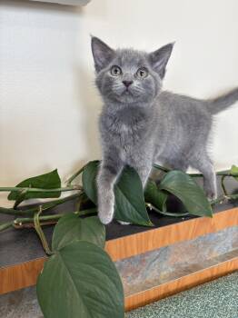 Tuna -  Domestic Medium Hair Cat for Adoption in Indianapolis, Indiana - Tuna | PetCurious