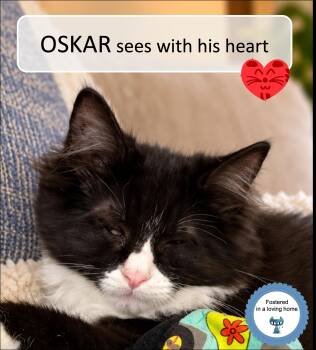 Oskar -  Domestic Short Hair Cat for Adoption in Cincinnati, Ohio - Oskar | PetCurious