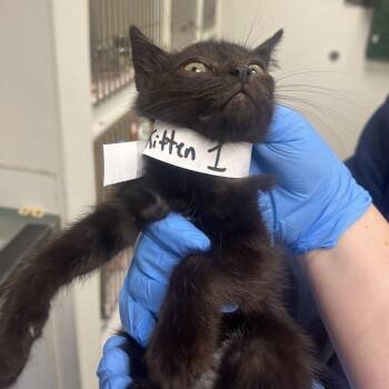 71352 -  Domestic Short Hair Cat for Adoption in Harrisonburg, Virginia - 71352 | PetCurious
